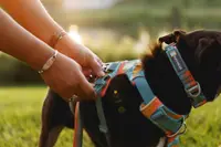 Ham ajustabil Front Range Ruffwear, Spring Mountains, confortabil, cu banda reflectorizanta, marime S (56-69 cm)