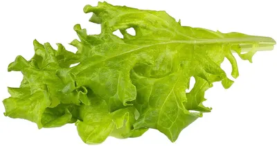 Semințe Click and Grow - Lettuce Oak leaf, 3 rezerve