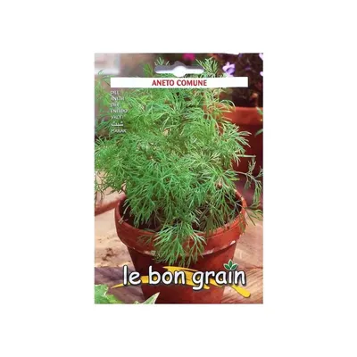 Seminte de Marar, 100 g, Raci Sementi