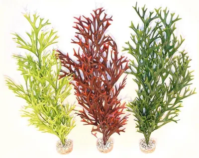 Sydeco Planta Water Ferm Maxi Flexible 58 Cm 501