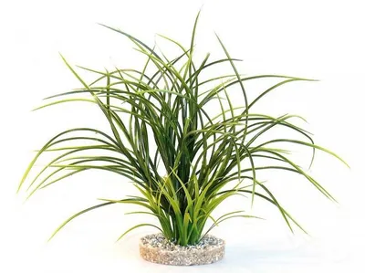 Sydeco Planta Fan Grass 38 Cm 349607