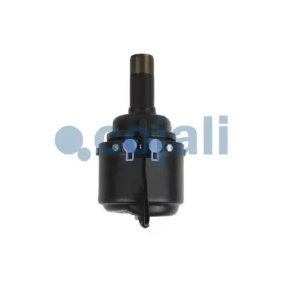 Cojali 2351404