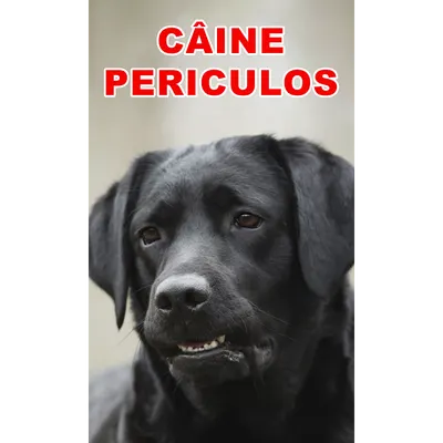 Indicator caine periculos Retriever Negru