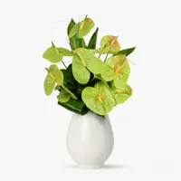 Buchet de 9 anthurium verzi
