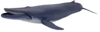 Figurina Papo Marine Life – Balena albastra
