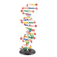 Mulaj model ADN, 25 x 25 x 58 cm, pentru uz didactic