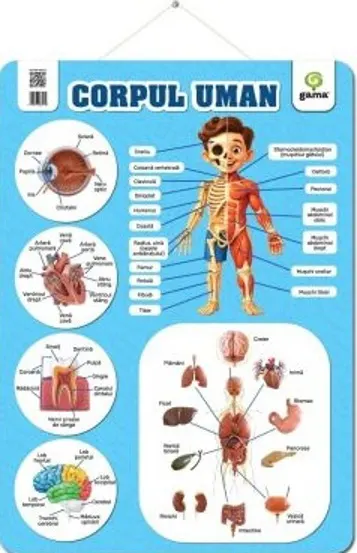 Corpul uman (poster)