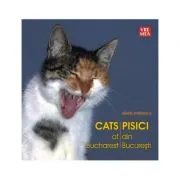 Pisici din Bucuresti