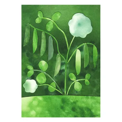 Poster 50x70 cm Peas in Bloom – Anna Ravn Bjørn – The Poster Club