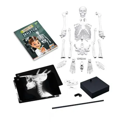 Jucarie educativa Buki Schelet Gigant 45 cm