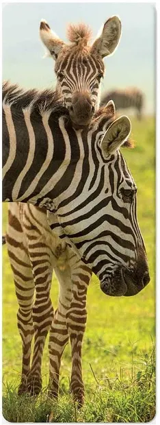 Semn de carte 3D Simetro Books - Zebre