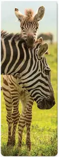 Semn de carte 3D Simetro Books - Zebre