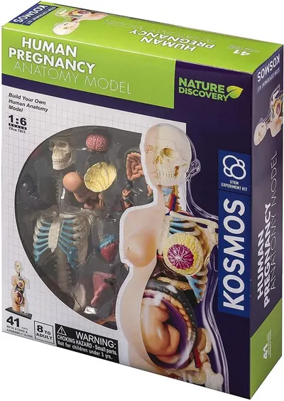 Set de asamblat pentru copii Thames & Kosmos - Anatomia sarcinii umane