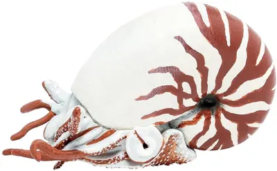 Figurină Papo Marine Life - Nautilus