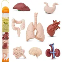 Tub 8 figurine - Organele corpului