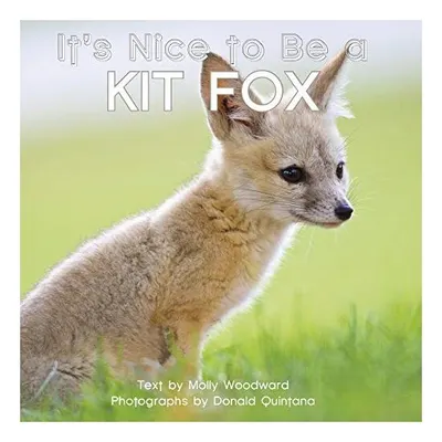 It's Nice to Be a Kit Fox