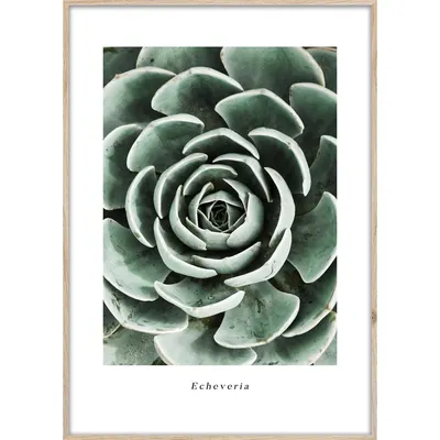 Tablou 50x70 cm Echeveria – Styler