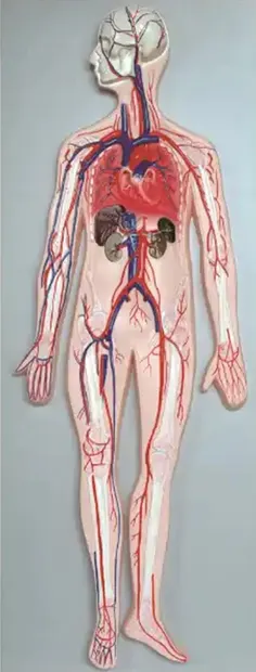 Set educațional Gelsonlab - Modelul sistemului circulator