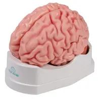 Creier uman - Model anatomic în mărime naturală - 5 părți