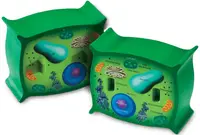 Set educațional Learning Resources - Model de celule vegetale, secțiune transversală
