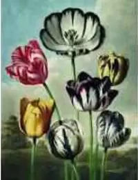 Puzzle 1000 piese - Pochon the Dybdhal v. Tulipes