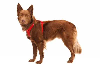 Ham ajustabil Front Range Ruffwear, Red Canyon, cu doua puncte de prindere, M (69-81 cm)