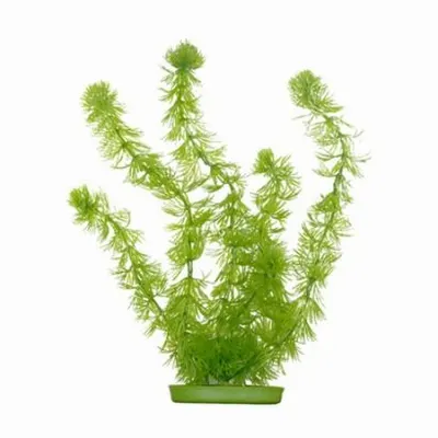 Marina Planta Hornwort 30 cm PP1212