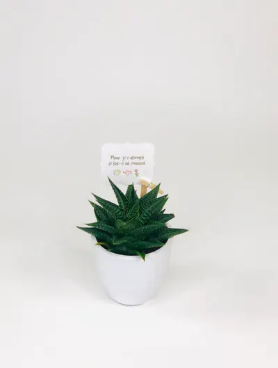 Cactus Suculenta Haworthia in vas ceramica