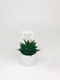 Cactus Suculenta Haworthia in vas ceramica