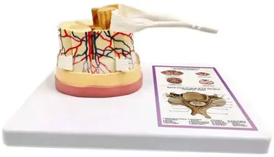 Set educațional Gelsonlab - Modelul măduvei spinării