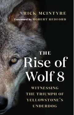 The Rise of Wolf 8: Witnessing the Triumph of Yellowstone's Underdog