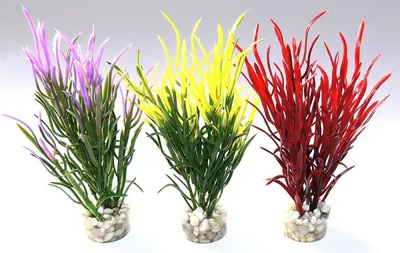 Sydeco Plante Sea Grass Baby 16cm 646