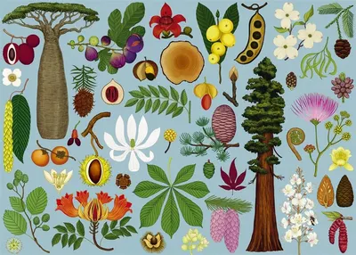Puzzle 1000 de piese - Arboretum