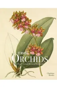 Rhs Orchids