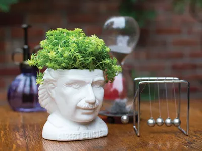 Ghiveci - Albert Einstein