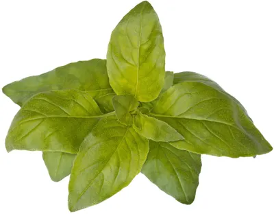 Semințe Click and Grow - Lime Basil, 3 rezerve