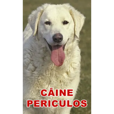 Indicator caine periculos Kuvasz