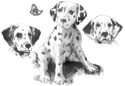 Set de desen cu creioane Royal - Dalmatieni, grafica, 29 х 39 cm
