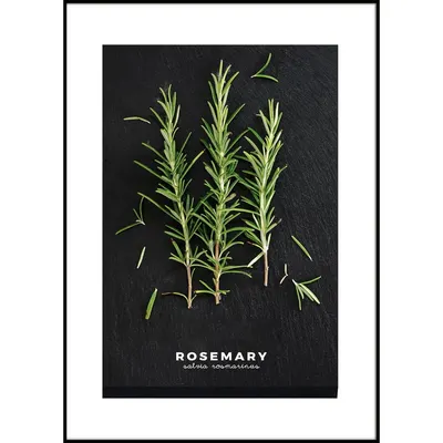 Tablou 50x70 cm Rosemary – Styler