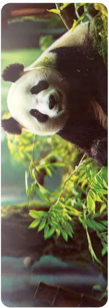 Semn de carte 3D Simetro Books - Panda