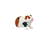 Porcusor de Guinea