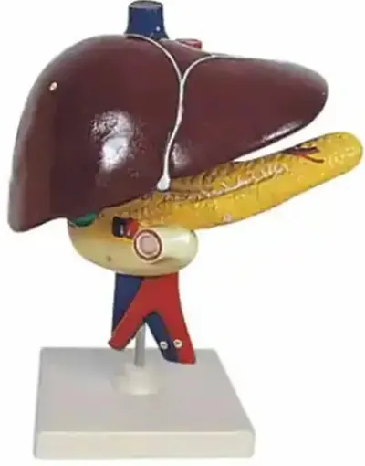 Set educațional Gelsonlab - Model de ficat, pancreas, duoden