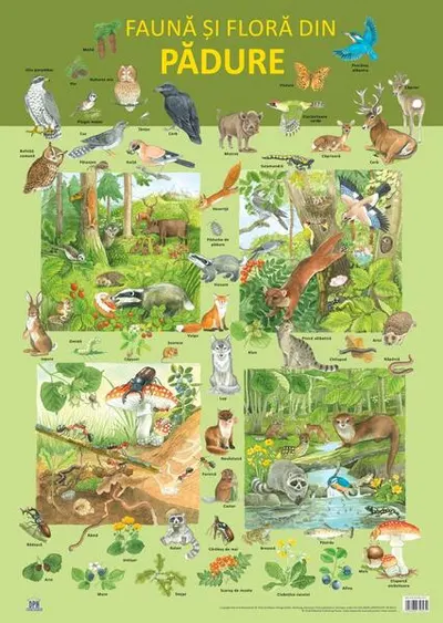 Planșă - Fauna și flora din pădure - Paperback - Nelson Verlag