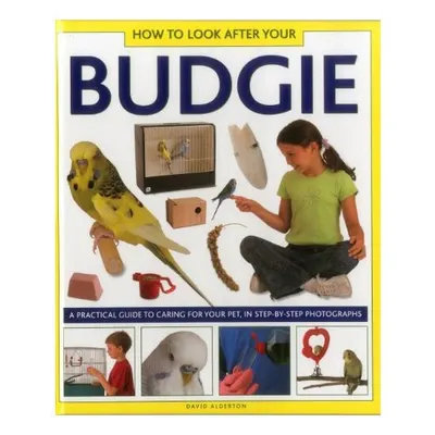 How to Look After Your Budgie