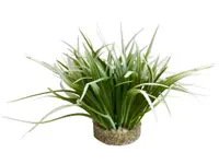 Sydeco Planta Oasis 20 cm 349665