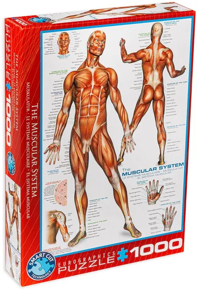 Puzzle Eurographics din 1000 de piese - Sistem muscular