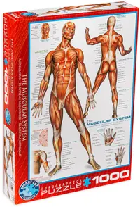Puzzle Eurographics din 1000 de piese - Sistem muscular