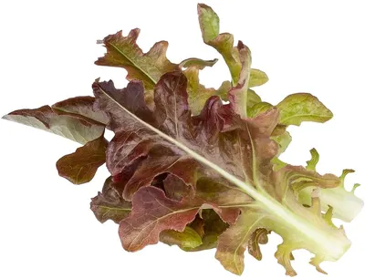 Semințe Click and Grow - Salata verde rosie Frunza de stejar, 3 rezerve