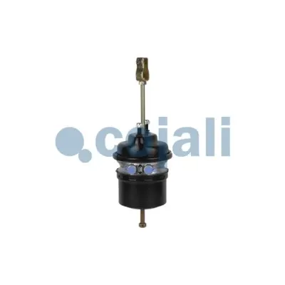 Cojali 2251525