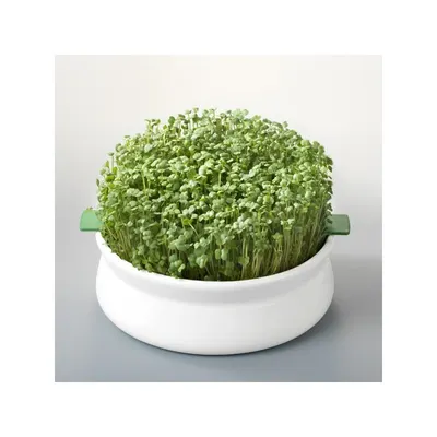 Vas de ceramica cu sita pentru germinare seminte mucilaginoase Germline